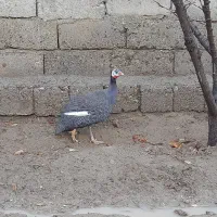 مرغ|حیوانات مزرعه|مهاباد (آذربایجان غربی), |دیوار