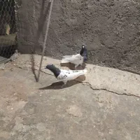 کفتر|پرنده|رفسنجان, |دیوار