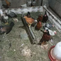 جوجه نیمچه مرغ و خروس