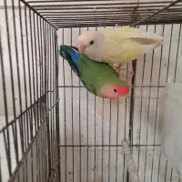 کوتوله مولد وعروس هلندی دستی ومرغ عشق ماده