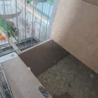 جوجه ملنگوسرلاکی