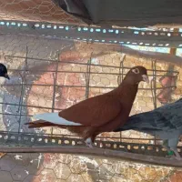 ماده مینا سرخ|پرنده|زاهدان, |دیوار