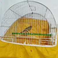 قناری نر خوش صدا