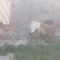 فروش بز و گیسه و کهره نر