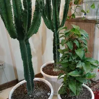 گلهای اپارتمانی زیبا وشاداب|گل و گیاه طبیعی|تهران, دهقان|دیوار