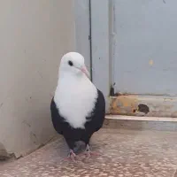 کبوتر ماده کله سفید