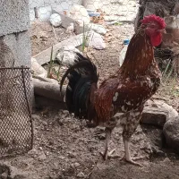 خروس محلی گلین چهل تاج