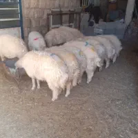 بره و سیاه چادر فروش