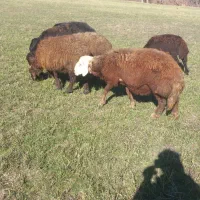 قوچ فروشی|حیوانات مزرعه|مریوان, |دیوار