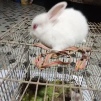 بچه خرگوش|موش و خرگوش|آبادان, |دیوار