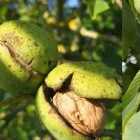 نهال گردوی ویژه مقاوم در برابر آفات و سرما