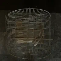 قفس عروس هلندی