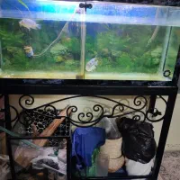 اکواریوم و ماهی فلاور