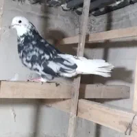 کفتر شازده سرور|پرنده|کرج, عظیمیه|دیوار