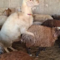 3 راس کاور ماده افشاری دره شهر|حیوانات مزرعه|دره شهر, |دیوار