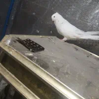 کبوتر|پرنده|سمنان, |دیوار