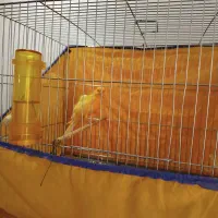 قناری پرتقالی بزرگ بسیار سالم نرباقفس