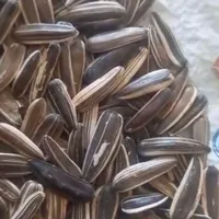 تخمه سنقری خام|خوردنی و آشامیدنی|تهران, آذری|دیوار