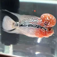 فلاور رد دراگون|ماهی|مشکین‌دشت, |دیوار