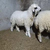 بره|حیوانات مزرعه|شوش, |دیوار