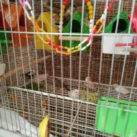 فنچ 12 عدد|پرنده|شیراز, اصلاح‌نژاد|دیوار