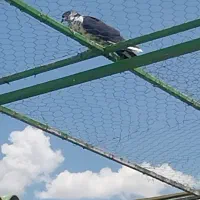 کبوتران پرشی ساعت سنگین|پرنده|کهریزک, |دیوار