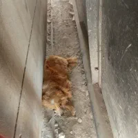 واگذاری سگ پاکوتاه