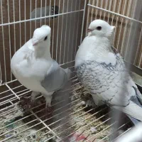 پشت دم طاووسی و پشت دم سبز خط سرخ سینه فر موشی