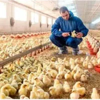 کارگر مرغداری با خانواده
