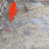 توله پژدر ماده