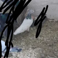 کبوتر کله سبز|پرنده|نگین شهر, |دیوار