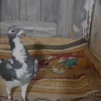 پلنگ پرستویی پلاکی نر|پرنده|کوهسرخ, |دیوار