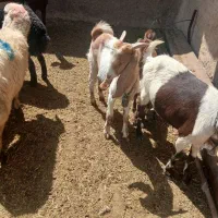 بز پاکستانی و بزغاله|حیوانات مزرعه|تهران, سعیدآباد|دیوار