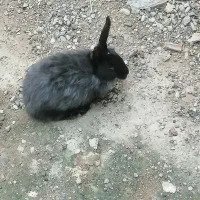 خرگوش|موش و خرگوش|گنبد کاووس, |دیوار