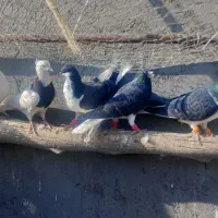 کبوتر رنگی|پرنده|دشتابی, |دیوار