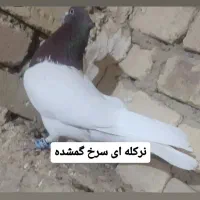 نرکله ای سرخ گمشده