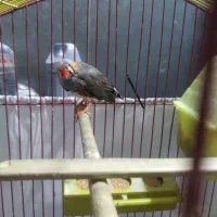 فنچ نر کینگ|پرنده|کرج, شاهین‌ویلا|دیوار