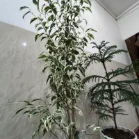 گل آپارتمانی|گل و گیاه طبیعی|یزد, |دیوار