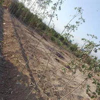 فروش یا تهاتر زمین با ملک یا ماشین زیر قیمت منطقه