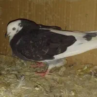 کبوتر دوکت ماده|پرنده|درگهان, |دیوار