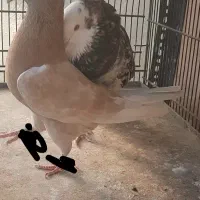 کفتر زرد خانی ابادنو چشم انتظار|حیوانات|تهران, خانی آباد نو جنوبی|دیوار