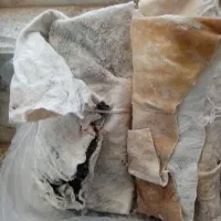 دوعدد پوست اماده