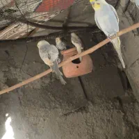 فروش سه عدد مرغ عشق نر