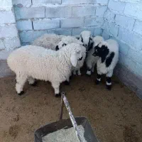 بره|حیوانات مزرعه|خاش, |دیوار