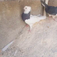 طوقی سیا ماده 350 کفتر سفید نیم طوق نر مست 200|پرنده|فیروزآباد (فارس), |دیوار