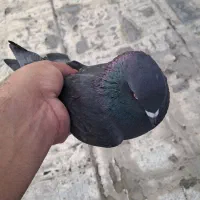 کفتر زاغ