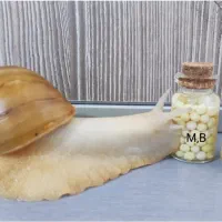 حلزون آچاتینا البینو