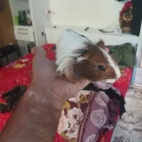 اهدائی|موش و خرگوش|تهران, دولتخواه جنوبی|دیوار