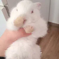 خرگوش فقط ۱۵۰