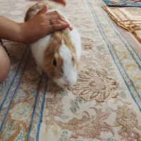 خرگوش|موش و خرگوش|تبریز, |دیوار